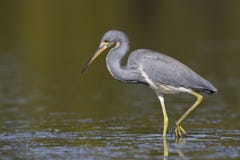 Tricolored Heron wading in a shallow lagoon royalty free stock images Tricolored Heron wading in a shallow lagoon royalty free stock images