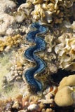Tridacna squamosa, known commonly as the fluted giant clam and scaly clam