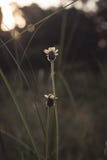 Tridax procumbens obrazy royalty free Tridax procumbens obrazy royalty free
