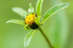 Trifid bur-ringblomma för växtstående arkivbilder Trifid bur-ringblomma för växtstående arkivbilder