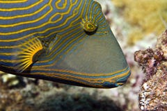 triggerfish Alaranjado-listrado (undulatus do balistapus) imagens de stock royalty free triggerfish Alaranjado-listrado (undulatus do balistapus) imagens de stock royalty free