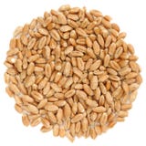 Trigo wholegrain cru na forma redonda, isolada imagens de stock royalty free Trigo wholegrain cru na forma redonda, isolada imagens de stock royalty free