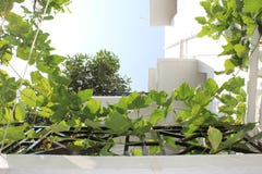 Trilhos da escada com plantadores imagens de stock Trilhos da escada com plantadores imagens de stock
