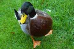 Trillend Duck Close-Up royalty-vrije stock fotografie Trillend Duck Close-Up royalty-vrije stock fotografie
