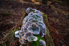 Trillende de Staartpaddestoelen van Turkije stock foto's Trillende de Staartpaddestoelen van Turkije stock foto's