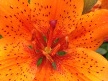 Trillende macro van de binnenkant van een tijger lilly stock foto Trillende macro van de binnenkant van een tijger lilly stock foto