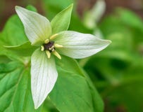 Trillium bianco in fioritura fotografie stock Trillium bianco in fioritura fotografie stock