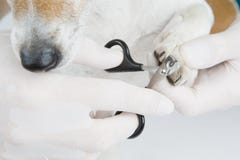 trim dew claw dog trim dew claw dog