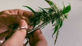 Trimming medical marijuana buds in close-up. Woman hands. Cannabis harvest royalty free stock photography Trimming medical marijuana buds in close-up. Woman hands. Cannabis harvest royalty free stock photography
