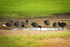 Trinkwasser der Vögel in einem Park Lizenzfreie Stockfotos Trinkwasser der Vögel in einem Park Lizenzfreie Stockfotos