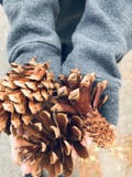 Pinecones in Hand stock photography Pinecones in Hand stock photography