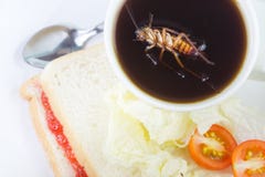 Triotto che dorme completamente in una tazza di caffè Il problema nella casa a causa delle blatte che vivono nella cucina Blatta immagine stock Triotto che dorme completamente in una tazza di caffè Il problema nella casa a causa delle blatte che vivono nella cucina Blatta immagine stock