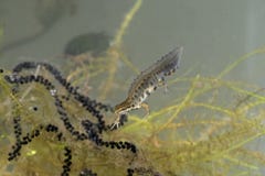 Triton lisse, Triturus vulgaris photos stock Triton lisse, Triturus vulgaris photos stock
