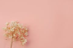 Trockenblumehortensie auf hellblauem Hintergrund Kopieren Sie Platz lizenzfreie stockfotos Trockenblumehortensie auf hellblauem Hintergrund Kopieren Sie Platz lizenzfreie stockfotos