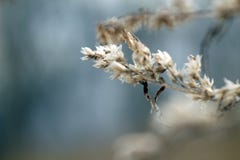 Trockene Blumen des Makrofotos auf braunen Niederlassungen lizenzfreie stockbilder Trockene Blumen des Makrofotos auf braunen Niederlassungen lizenzfreie stockbilder