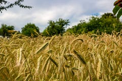 Trockene Ohren des Roggens auf dem Feld lizenzfreie stockfotografie Trockene Ohren des Roggens auf dem Feld lizenzfreie stockfotografie