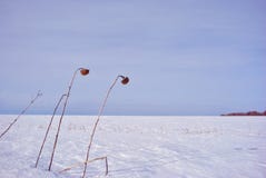 Trockene verwitterte Sonnenblumenstämme mit trockenen Blumen auf der Forderung durchgesetzt mit weißem Schnee, bewölkter Himmel, lizenzfreies stockfoto Trockene verwitterte Sonnenblumenstämme mit trockenen Blumen auf der Forderung durchgesetzt mit weißem Schnee, bewölkter Himmel, lizenzfreies stockfoto