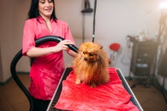 Trockener Pelz weiblichen Haustier Groomer Hundemit einem Haartrockner Lizenzfreie Stockbilder Trockener Pelz weiblichen Haustier Groomer Hundemit einem Haartrockner Lizenzfreie Stockbilder