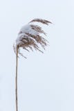 Trocknen Sie Küstenschilf kauerte mit Schnee, vertikaler Naturhintergrund Winter in der Wiese lizenzfreies stockfoto Trocknen Sie Küstenschilf kauerte mit Schnee, vertikaler Naturhintergrund Winter in der Wiese lizenzfreies stockfoto