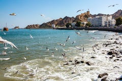 Troep van meeuwen op de kust van de Omani Baai in de stad van Muscateldruif dichtbij de waterkant stock fotografie Troep van meeuwen op de kust van de Omani Baai in de stad van Muscateldruif dichtbij de waterkant stock fotografie