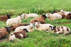 Troep van schapen die in een groene weide, Nederland liggen royalty-vrije stock foto's Troep van schapen die in een groene weide, Nederland liggen royalty-vrije stock foto's