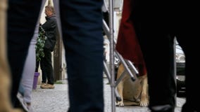 Trogen bedrövlig hund som ligger på trottoaren och den väntande ägaren Benen av likgiltigt folk för folkmassan förbigår arkivfilmer Trogen bedrövlig hund som ligger på trottoaren och den väntande ägaren Benen av likgiltigt folk för folkmassan förbigår arkivfilmer