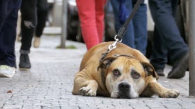 Trogen bedrövlig hund som ligger på trottoaren och den väntande ägaren Benen av likgiltigt folk för folkmassan förbigår arkivfilmer Trogen bedrövlig hund som ligger på trottoaren och den väntande ägaren Benen av likgiltigt folk för folkmassan förbigår arkivfilmer