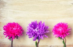 Trois asters fleurissent, rose et pourpre, sur la table en bois photographie stock Trois asters fleurissent, rose et pourpre, sur la table en bois photographie stock