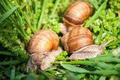 Trois escargots rampent dans l'herbe verte photos libres de droits Trois escargots rampent dans l'herbe verte photos libres de droits