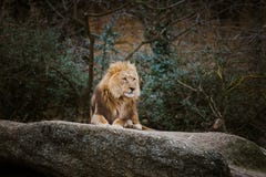 Trois lionnes africaines de couleur rouge se reposent sur une pierre dans un zoo de la ville de Bâle en Suisse en hiver par temps image stock Trois lionnes africaines de couleur rouge se reposent sur une pierre dans un zoo de la ville de Bâle en Suisse en hiver par temps image stock
