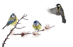 Trois mésanges et branche se développante de cerisier sur le blanc photo libre de droits Trois mésanges et branche se développante de cerisier sur le blanc photo libre de droits
