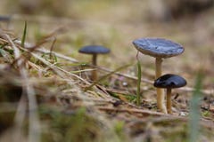 Trois petits champignons après pluie photos stock Trois petits champignons après pluie photos stock
