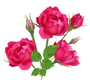 Trois roses et bourgeons roses d'isolement sur le blanc illustration de vecteur Trois roses et bourgeons roses d'isolement sur le blanc illustration de vecteur