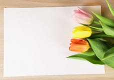 Trois tulipes de différentes couleurs sur une feuille de papier photo libre de droits Trois tulipes de différentes couleurs sur une feuille de papier photo libre de droits