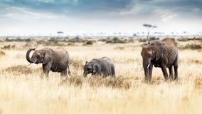 Trois éléphants marchant au Kenya Afrique images stock Trois éléphants marchant au Kenya Afrique images stock