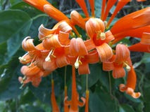 Trompettes oranges images libres de droits Trompettes oranges images libres de droits