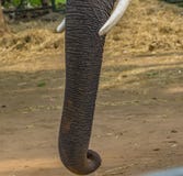 Tronc d'un éléphant masculin image stock Tronc d'un éléphant masculin image stock