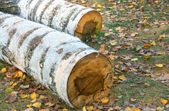 Tronchi abbattuti degli alberi di betulla fotografia stock libera da diritti Tronchi abbattuti degli alberi di betulla fotografia stock libera da diritti