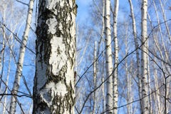 Tronchi degli alberi di betulla immagini stock libere da diritti Tronchi degli alberi di betulla immagini stock libere da diritti