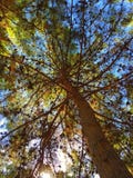 Tronchi di albero con le foglie verdi nel cielo blu immagine stock libera da diritti Tronchi di albero con le foglie verdi nel cielo blu immagine stock libera da diritti