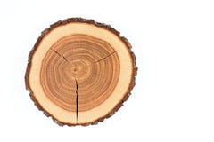 Tronco de árbol foto de archivo Tronco de árbol foto de archivo
