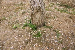 Tronco di albero su suolo marrone, con i petali caduti del fiore della prugna fotografia stock Tronco di albero su suolo marrone, con i petali caduti del fiore della prugna fotografia stock