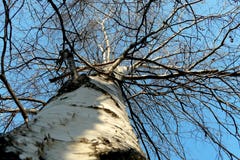 Tronco y ramas del abedul contra el cielo azul en invierno fotos de archivo libres de regalías Tronco y ramas del abedul contra el cielo azul en invierno fotos de archivo libres de regalías