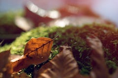 Tronçon avec de la mousse et les feuilles brunes dans la forêt image libre de droits Tronçon avec de la mousse et les feuilles brunes dans la forêt image libre de droits