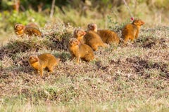 Troop Of Dwarf Mongooses stock images Troop Of Dwarf Mongooses stock images