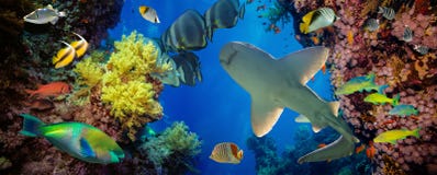 Tropical Anthias fish with net fire corals and shark royalty free stock photo Tropical Anthias fish with net fire corals and shark royalty free stock photo