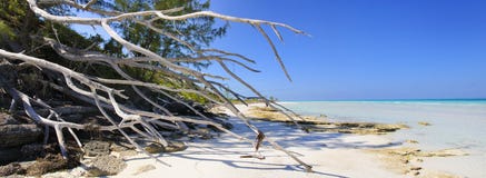 Tropical Beach Panorama Royalty Free Stock Images