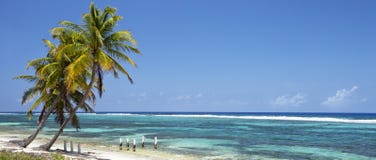 Tropical Beach With Coconut Palm Trees -panorama Stock Image Tropical Beach With Coconut Palm Trees -panorama Stock Image