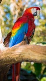 Tropical Bird Royalty Free Stock Images Tropical Bird Royalty Free Stock Images