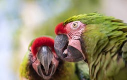 Tropical bird close-up. stock photography Tropical bird close-up. stock photography